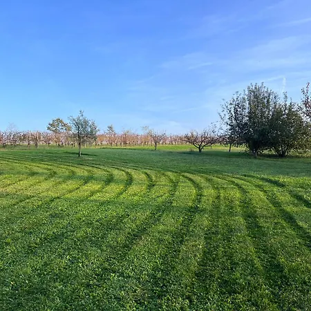 Al Vigneto